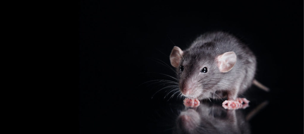 Humane Rat Trapping & Removal