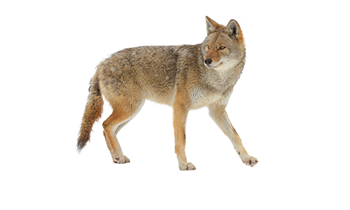Humane coyote trapping and removal