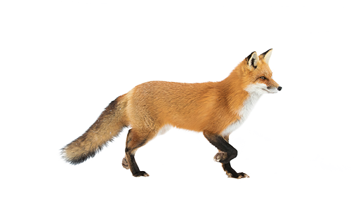 Humane fox trapping and removal