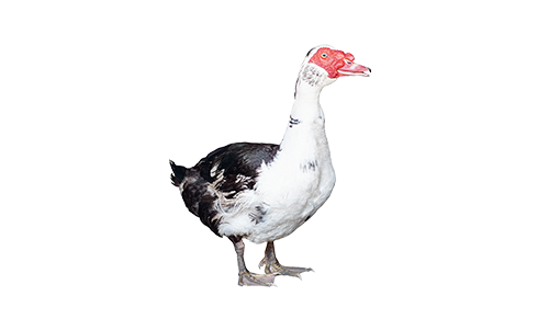 Humane muscovy trapping and removal
