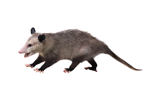 Humane opossum trapping and removal