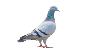Humane pigeon trapping and removal