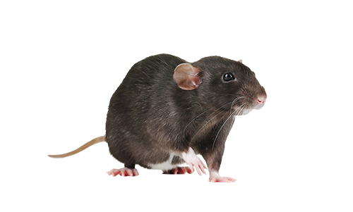 Rats - Animal Trapper
