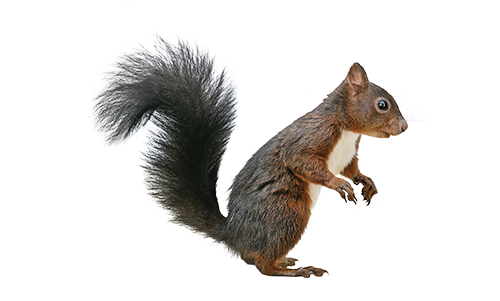 Squirrels - Animal Trapper