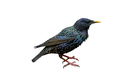 Humane starling trapping and removal