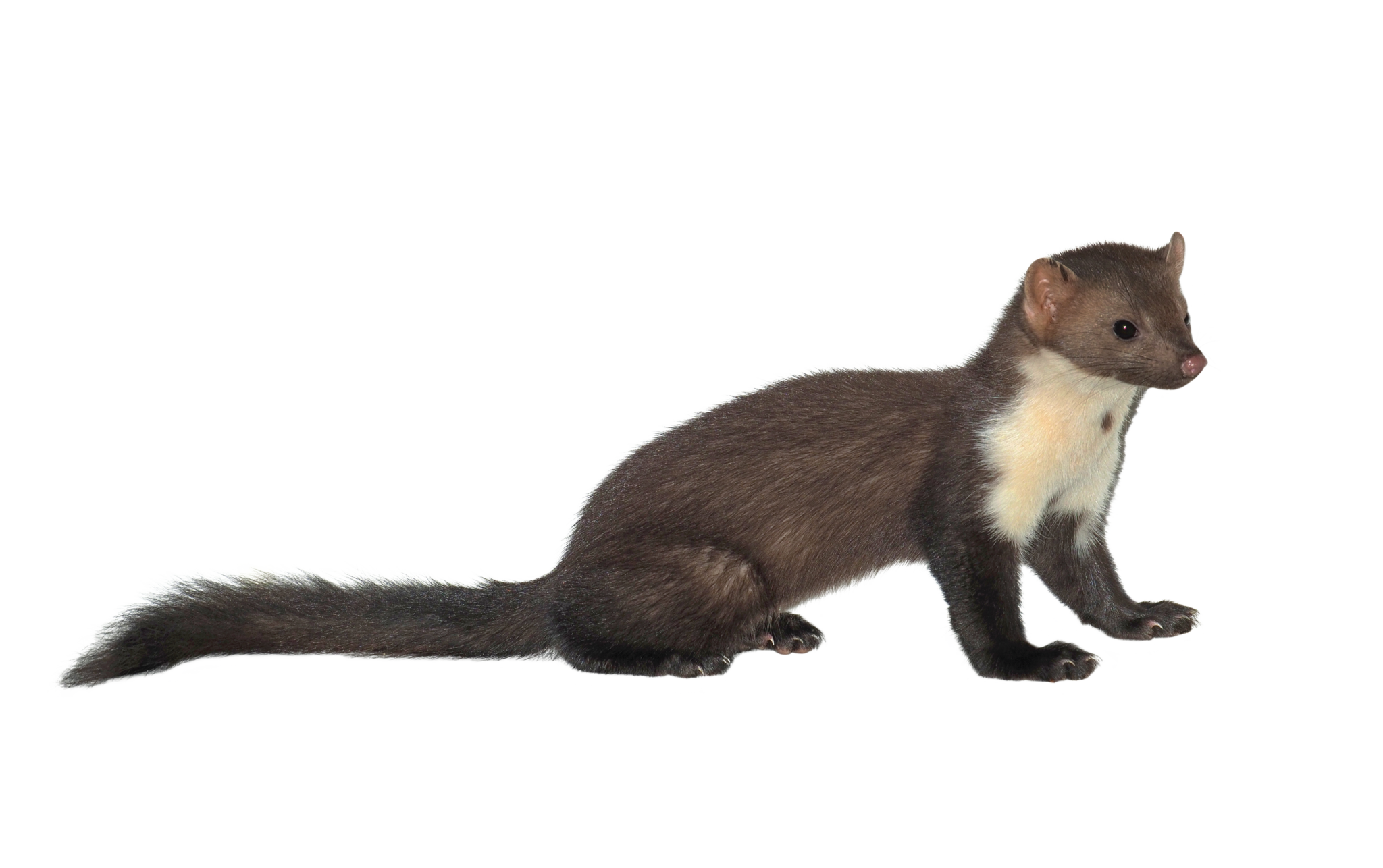 Weasels Animal Trapper   Weasel 2048x1286 